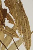 南海鐵角蕨藏品圖，第3張