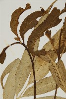 南海鐵角蕨藏品圖，第4張