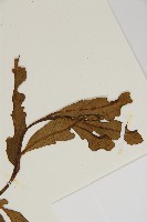 南海鐵角蕨藏品圖，第5張