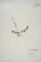 鱗柄鐵角蕨藏品圖，第1張