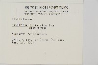 鱗柄鐵角蕨藏品圖，第2張