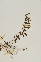 鱗柄鐵角蕨藏品圖，第3張