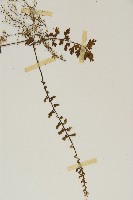 鱗柄鐵角蕨藏品圖，第4張