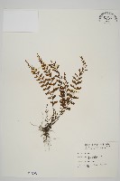 鱗柄鐵角蕨藏品圖，第1張