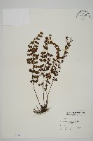 鱗柄鐵角蕨藏品圖，第1張