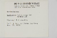 鱗柄鐵角蕨藏品圖，第2張