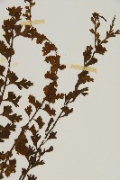 鱗柄鐵角蕨藏品圖，第3張