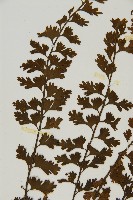 鱗柄鐵角蕨藏品圖，第4張