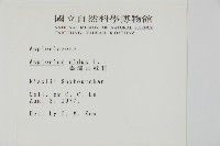 臺灣山蘇花藏品圖，第2張