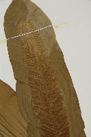 臺灣山蘇花藏品圖，第3張