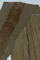 臺灣山蘇花藏品圖，第4張