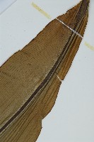 臺灣山蘇花藏品圖，第5張