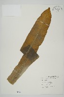 臺灣山蘇花藏品圖，第1張