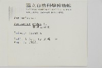 臺灣山蘇花藏品圖，第2張