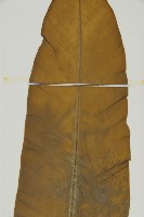 臺灣山蘇花藏品圖，第3張