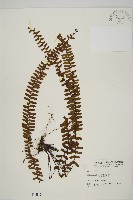 生芽鐵角蕨藏品圖，第1張