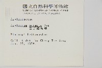 生芽鐵角蕨藏品圖，第2張