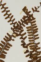 生芽鐵角蕨藏品圖，第3張