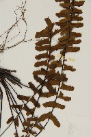 生芽鐵角蕨藏品圖，第4張