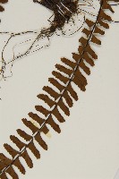 生芽鐵角蕨藏品圖，第5張