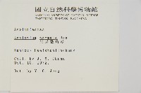 生芽鐵角蕨藏品圖，第2張