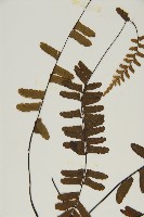 生芽鐵角蕨藏品圖，第4張