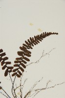 生芽鐵角蕨藏品圖，第3張