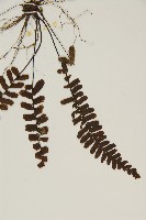 生芽鐵角蕨藏品圖，第4張