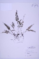 長生鐵角蕨藏品圖，第1張