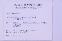 長生鐵角蕨藏品圖，第2張