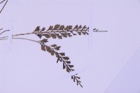 長生鐵角蕨藏品圖，第3張