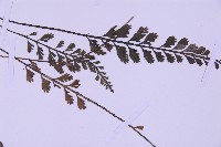 長生鐵角蕨藏品圖，第4張