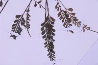 長生鐵角蕨藏品圖，第5張