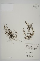 骨碎補鐵角蕨藏品圖，第1張