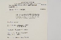 骨碎補鐵角蕨藏品圖，第2張