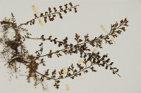 骨碎補鐵角蕨藏品圖，第3張