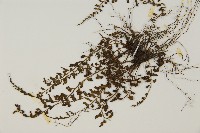 骨碎補鐵角蕨藏品圖，第4張