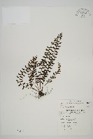 骨碎補鐵角蕨藏品圖，第1張