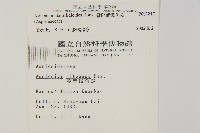 骨碎補鐵角蕨藏品圖，第2張