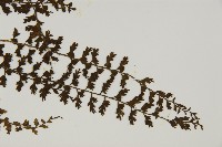 骨碎補鐵角蕨藏品圖，第3張