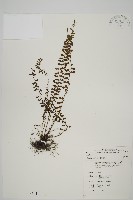 骨碎補鐵角蕨藏品圖，第1張