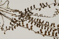 骨碎補鐵角蕨藏品圖，第4張