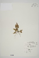 骨碎補鐵角蕨藏品圖，第1張