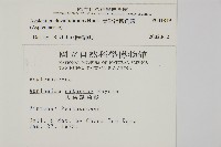 骨碎補鐵角蕨藏品圖，第2張