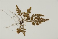 骨碎補鐵角蕨藏品圖，第3張