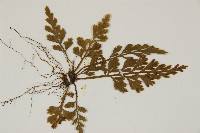 骨碎補鐵角蕨藏品圖，第4張