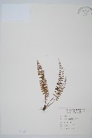 鈍齒鐵角蕨藏品圖，第1張