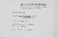 鈍齒鐵角蕨藏品圖，第2張