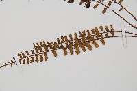 鈍齒鐵角蕨藏品圖，第4張