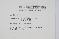 薄葉鐵角蕨藏品圖，第2張